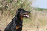 BEAUCERON 227